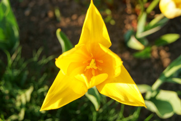 Nice Yellow Tulip, triangular shape