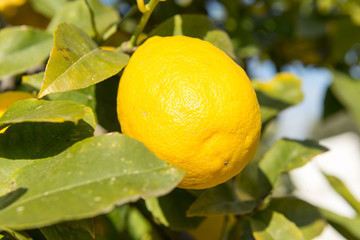 Limón en árbol, Mallorca, Baleares.
