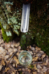 Fototapeta premium Birch sap dripping tray