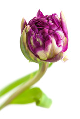 variegated tulip flower