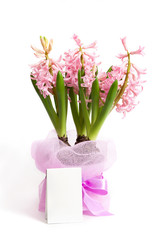 Three hyacinth plants with note