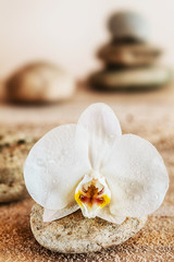 Fototapeta na wymiar Beautiful delicate white orchid on a seashore