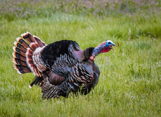 Fototapeta premium Gobbling Turkey