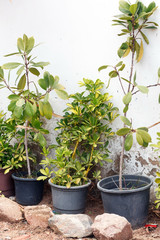 plants in pot near wall