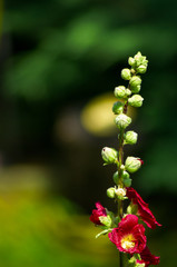 red mauve plant part view with scarlet flowers and sprouts on a de-focused background