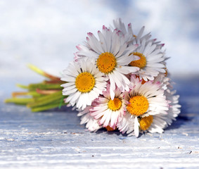 Gänseblümchenstrauß © Michelle List 