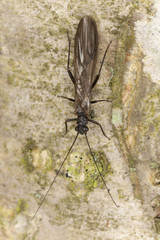 Newly hatched Stonefly