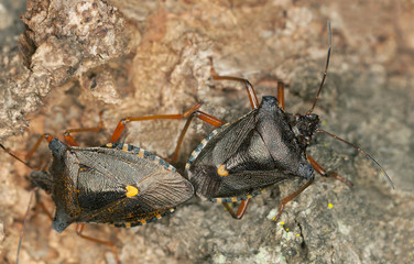 Mating Forest bugs, Pentatoma rufipes