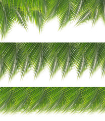 Collection of green coconut leaves border