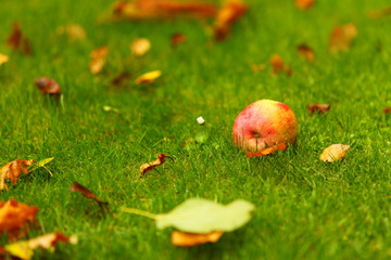 Autumn background, red apples on ground in garden