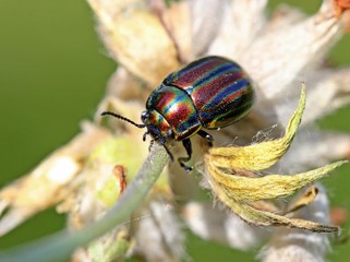 Regenbogen-Blattkäfer (Chrysolina cerealis) auf Wundklee