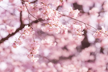 Beautiful Cherry blossom , pink sakura flower