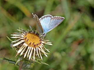 Fototapeta premium Silbergrüner Bläuling (Polyommatus coridon) auf Golddistel 