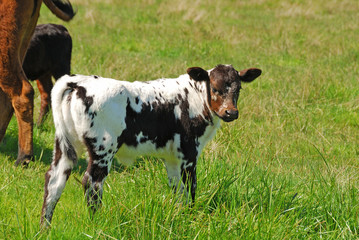 Longhorn Calf