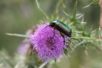 Rosenkäfer auf Distel