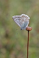 Silbergrüner Bläuling (Polyommatus coridon)