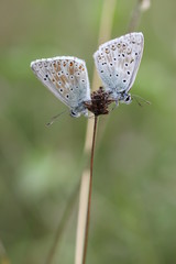 Zwei Silbergrüne Bläulinge (Polyommatus coridon)