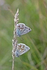 Zwei Silbergrüne Bläulinge (Polyommatus coridon)