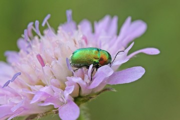Seidiger Fallkäfer (Cryptocephalus sericeus) auf Witwenblume