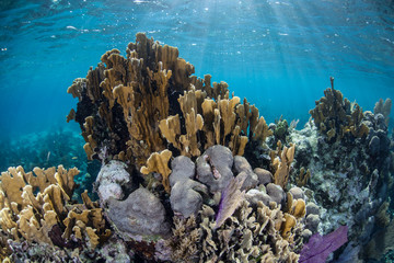 Naklejka premium Caribbean Reef