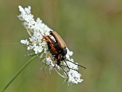 Rothalsbock (Stictoleptura rubra) bei der Paarung