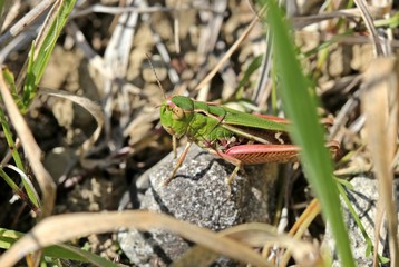 Heidegrashüpfer (Stenobothrus lineatus) am Dörnberg
