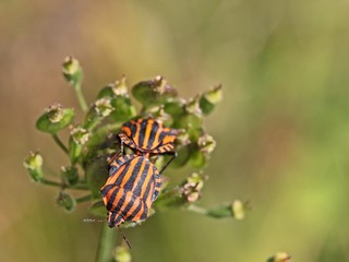 Streifenwanzen (Graphosoma lineatum) bei der Paarung