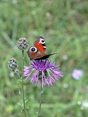 Tagpfauenauge (Inachis io) auf Skabiosen-Flockenblume