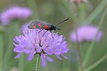 Sechsfleck-Widderchen (Zygaena filipendulae) auf Witwenblume