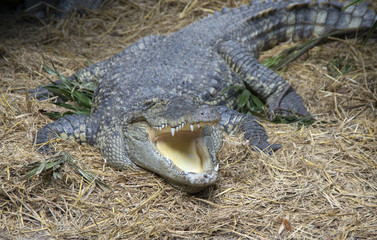 Siamese crocodile with an open mouth