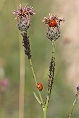 Marienkäfer fressen Blattläuse an Skabiosen-Flockenblume