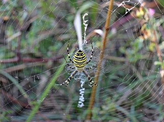 Wespenspinne (Argiope bruennichi) 