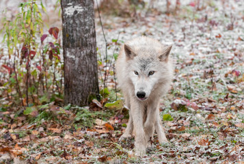 Blonde Wolf (Canis lupus) Stands in Snowy Scene