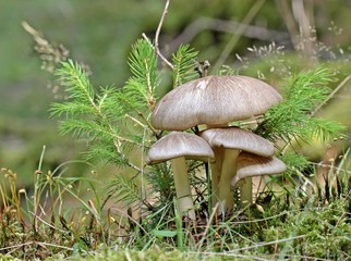 Breitblatt-Rübling (Megacollybia platyphylla)