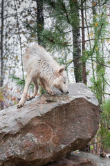 Blonde Wolf (Canis lupus) Sniffs About Atop Rock