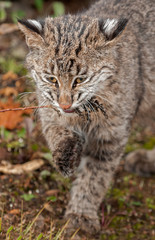 Obraz na płótnie Canvas Bobcat Kitten (Lynx rufus) Bites on Grassy Weed