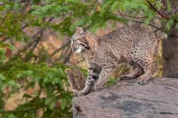 Naklejka na ściany i meble Bobcat Kitten (Lynx rufus) Prepare to Leap