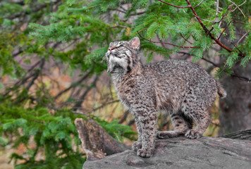 Fototapeta premium Bobcat Kitten (Lynx rufus) Looks Up from Log