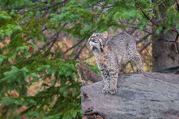 Bobcat Kitten (Lynx rufus) Stands on Log Looking Up