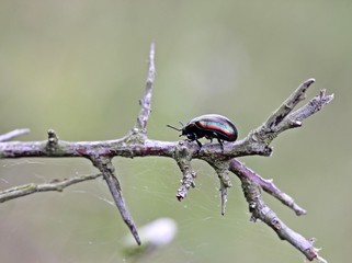Regenbogen-Blattkäfer (Chrysolina cerealis) auf Zweig © Schmutzler-Schaub
