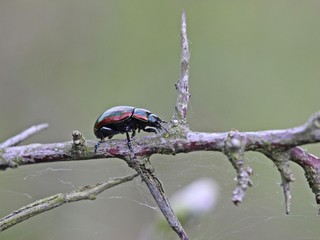 Regenbogen-Blattkäfer (Chrysolina cerealis) auf Zweig © Schmutzler-Schaub