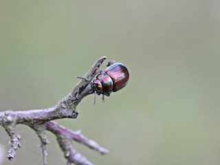 Regenbogen-Blattkäfer (Chrysolina cerealis) auf Zweig © Schmutzler-Schaub