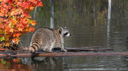 Raccoon (Procyon lotor) Stands on Log Looking Right © geoffkuchera