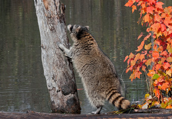 Raccoon (Procyon lotor) Contemplates Climbing Tree © geoffkuchera