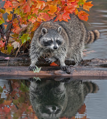 Raccoon (Procyon lotor) Stands Spread Legged on Log in Water © geoffkuchera