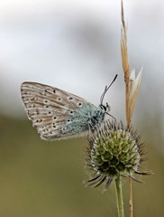 Silbergrüner Bläuling (Polyommatus coridon) auf Tauben-Skabiose 