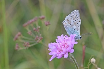 Silbergr&uuml;ner Bl&auml;uling (Polyommatus coridon) auf Tauben-Skabiose 