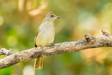 Streak-eared Bulbul (Pycnonotus blanfordi) in nature