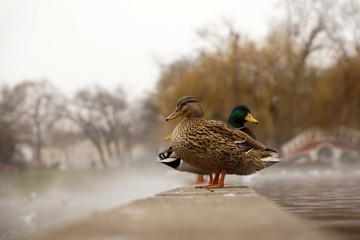 ducks on a pond in a foggy morning