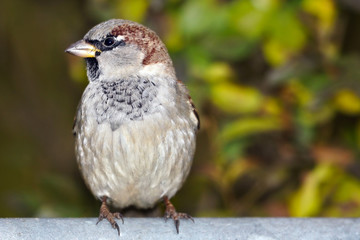 urban sparrow